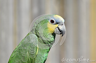 Amazon Green Parrot Bird close Up Stock Photo