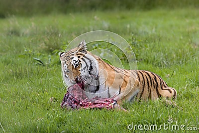 Amur tiger with prey Stock Photo