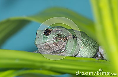 Andean marsupial frog 3 Stock Photo