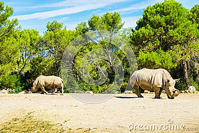 Endangered animlas at conservation zoo, Montpellier, France Stock Photo