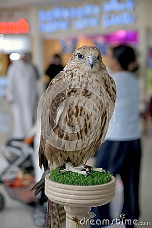 Endangered Arab Saker Falcon Stock Photo