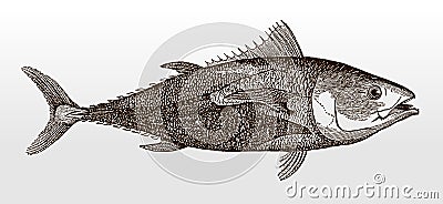 Endangered Atlantic bluefin tuna or tunny, thunnus, an important food fish in side view Vector Illustration