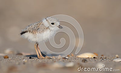 Piping Plover in New Jersey Stock Photo