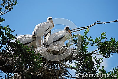 Endangered Baby Wood Storks Stock Photo