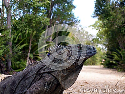 Endangered blue iguana Stock Photo