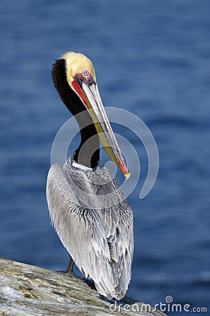 Endangered California Brown Pelican Stock Photo