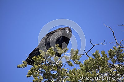 Endangered California Condor Stock Photo