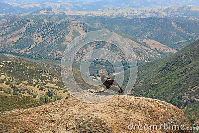 Endangered California Condor Stock Photo