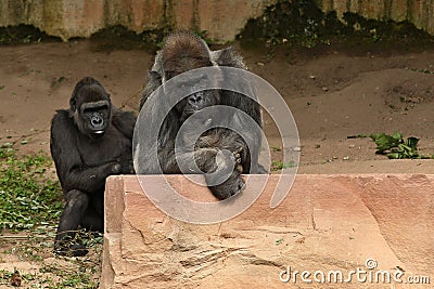 Endangered eastern gorilla on the green grassland Stock Photo