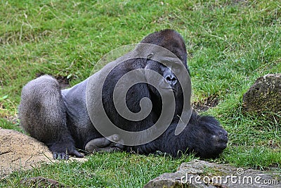 Endangered eastern gorilla on the green grassland Stock Photo