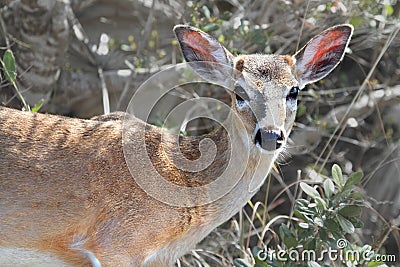 Endangered Florida Key Deer (Odocoileus virginianus clavium) Stock Photo