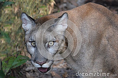 Endangered Florida Panther Stock Photo