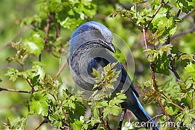 Endangered Florida Scrub-Jay Stock Photo