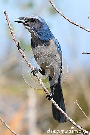 Endangered Florida Scrub-Jay Stock Photo