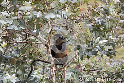 Endangered golden monkey in eucalyptus tree , Volcanoes National Stock Photo