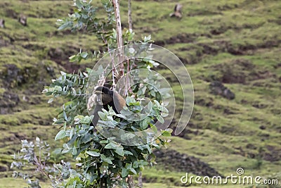 Endangered golden monkey, sitting in tree, Volcanoes National P Stock Photo