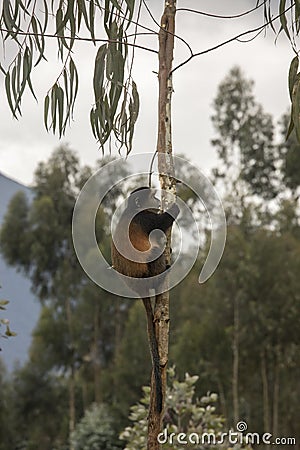 Endangered golden monkey in tree Volcanoes National Park, Rwanda Stock Photo