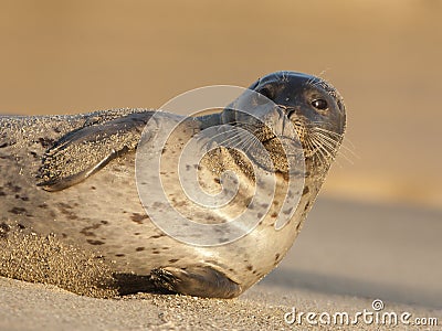 Endangered Harbor Seal Stock Photo