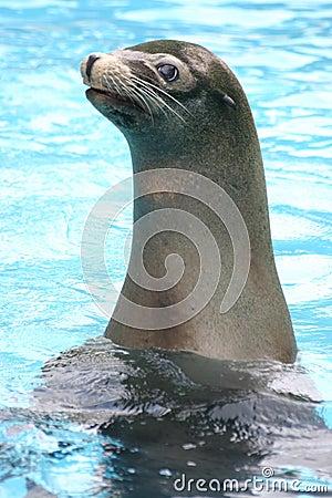 Endangered Hawaiian Monk Seal at Attention Stock Photo