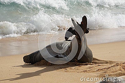 Endangered Hawaiian Monk Seal Lifts Its Flippers off the Sand at Poipu Beach in Kauai Stock Photo