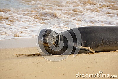 Endangered Hawaiian Monk Seal Wakes Up from its Nap in the Sand at Poipu Beach in Kauai Stock Photo