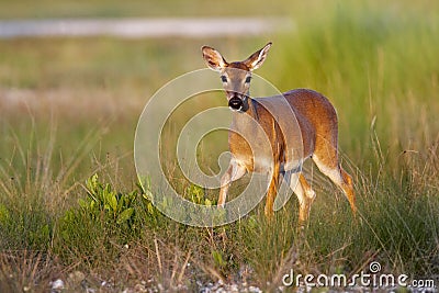 Endangered Key Deer Stock Photo