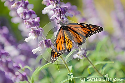 Endangered monarch butterfly on purple flower Stock Photo