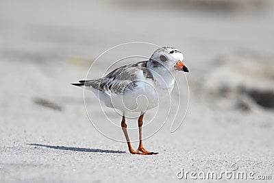 Endangered Piping Plover (Charadrius melodus) Stock Photo