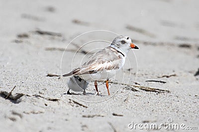 Endangered Piping Plover (Charadrius melodus) Stock Photo