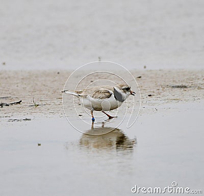 An Endangered Piping Plover on Montrose Beach #1 Stock Photo