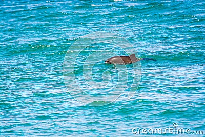Endangered Porpoise near Coast of Black Sea in Tirebolu, Turkey Stock Photo