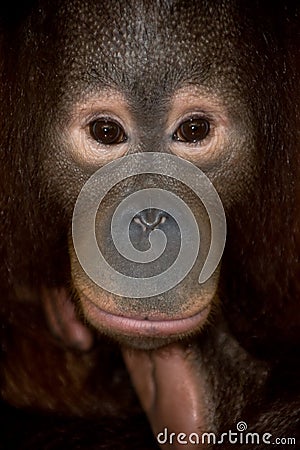 Endangered primate orangutan Stock Photo