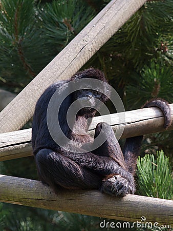 Endangered species of Sumatra Kloss Gibbon Stock Photo