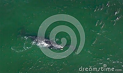 Right Whale with Calf Aerial in New England Stock Photo