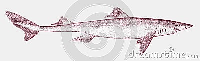 Endangered spiny dogfish, a shark found in shallow waters in side view Vector Illustration