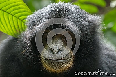 Endangered Sumatran lar gibbon Hylobates lar vestitus, in Gunung Leuser National Park, Sumatra, Indonesia. Stock Photo