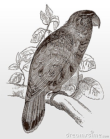 Endangered purple-naped lory, lorius domicella sitting on a branch with leaves Vector Illustration