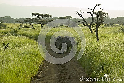 Endangered White Rhino in the middle of the road of Lewa Wildlife Conservancy, North Kenya, Africa Stock Photo