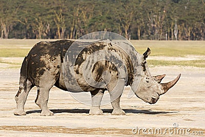 Endangered white rhino Stock Photo