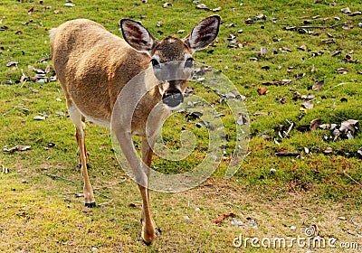 Endangered Young Key Deer Doe Stock Photo