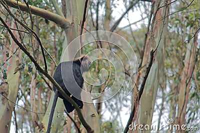 Endemic nilgiri langur semnopithecus johnii sitting on a branch Stock Photo