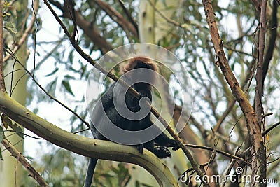 Endemic nilgiri langur semnopithecus johnii sitting on a branch Stock Photo