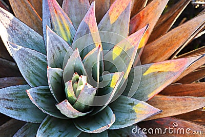 Endemic plant from Mount Roraima Stock Photo