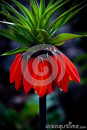 Inverted tulip, an endemic species Stock Photo