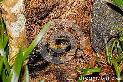 Endemic Tailless Tenrec, Madagascar Wildlife Stock Photo