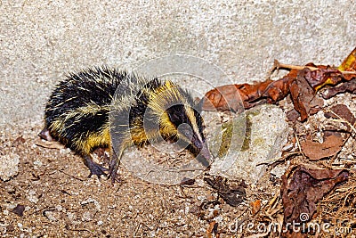 Endemic Tailless Tenrec, Madagascar Wildlife Stock Photo