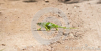 The Endemic & Threatened Usambara Two-horned Chameleon Kinyongia multituberculata in Tanzania Stock Photo
