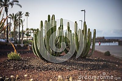 The endemic to the Canary Islands - Euphorbia canariensis. Stock Photo