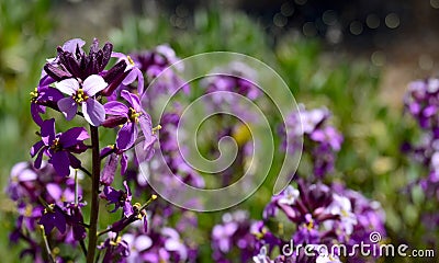 Endemic violet flower Alheli del Teide (Erysimum scoparium) in Teide national Park,Tenerife,Canary Islands,Spain Stock Photo