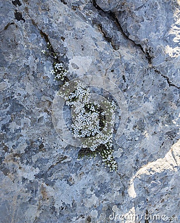 Endemic white wildflower in rock fissures Stock Photo